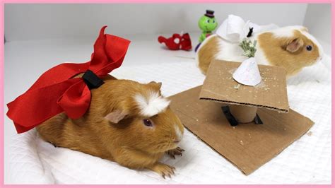 guinea pig speed dating